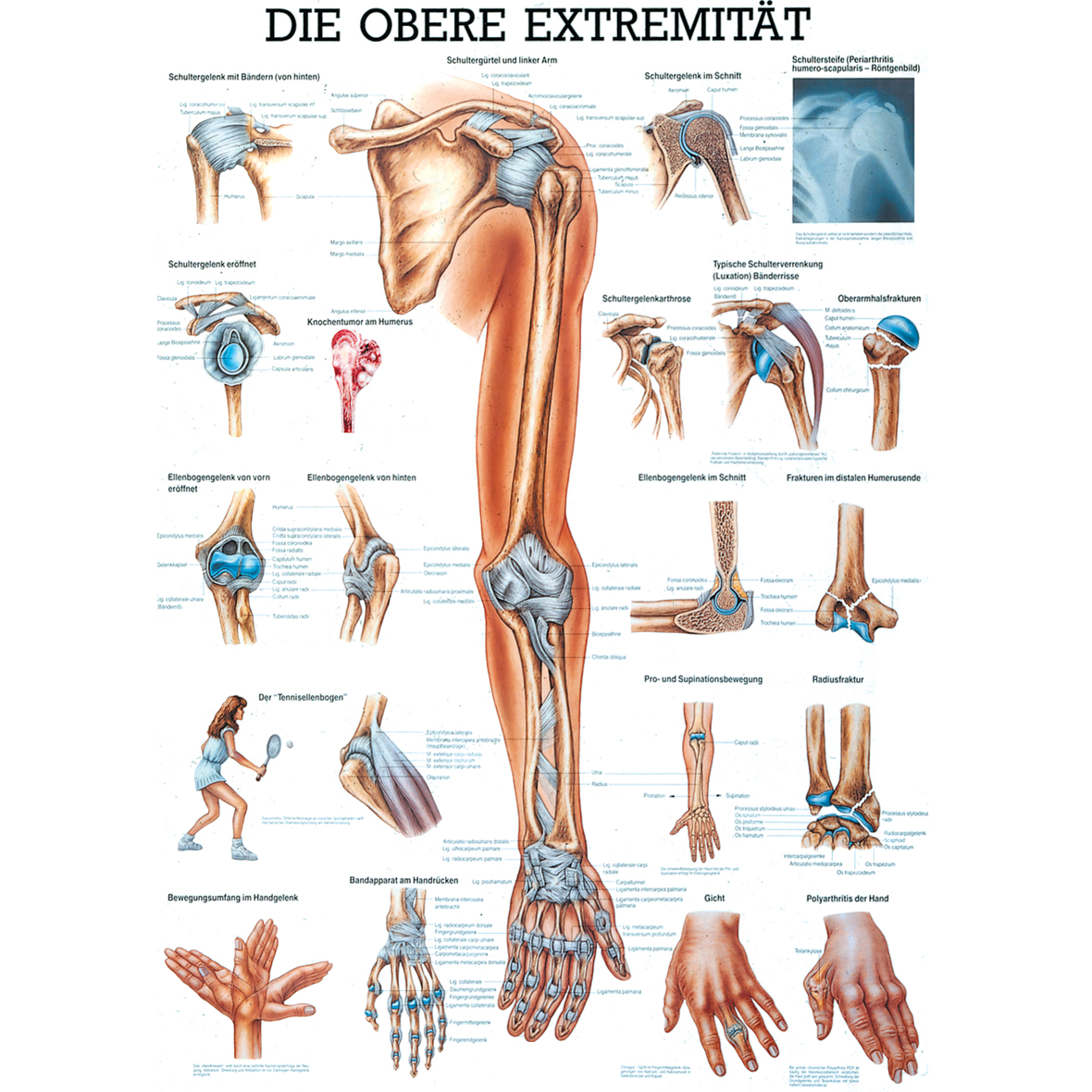 Anatomische Lehrtafel \"Die obere Extremität 34 x 24\"